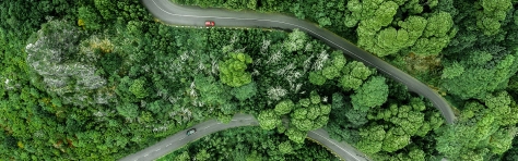 forest with road