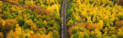 freight train driving through a forest