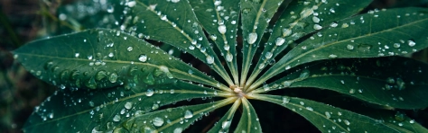 Leaf with raindrops on top