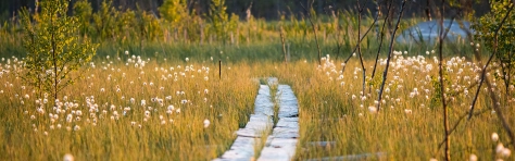 Headerbild - Unsere Solution im Bereich Biodiversität