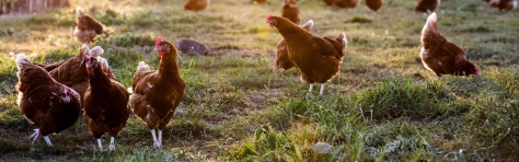 Egg producer and supplier - case study header