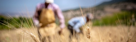 An image of farm workers in a wheat field 
